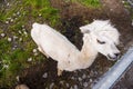 View on a funny looking hungry lama in an open farm or zoo. High view point