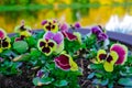 View of funny pansies, violet in the garden, nature