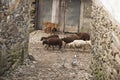 Funny sheeps, goats and ducks walking at Covas do Rio