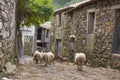 Funny sheeps walking at Covas do Rio