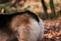 British Queens dog. View of furry backside of Pembroke tricolor Welsh corgi. Charming little corgi walks through forest, sniffs