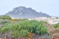 View of fynbos with the mountain in the background in Cape Town, South Africa. Closeup of scenic landscape environment