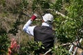 A gadener pruning the bayberry tree in the park. Royalty Free Stock Photo