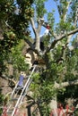 A gadener pruning the bayberry tree in the park. Royalty Free Stock Photo