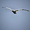 A view of a Gannet in flight Royalty Free Stock Photo