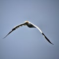 A view of a Gannet in flight Royalty Free Stock Photo