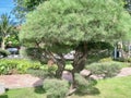 Beautiful beautiful cypress trees