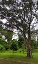 A view in a garden containing large trees