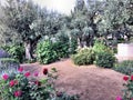 A view of the Gardens of Gethsemane Royalty Free Stock Photo