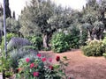 A view of the Gardens of Gethsemane Royalty Free Stock Photo