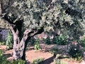 A view of the Gardens of Gethsemane Royalty Free Stock Photo