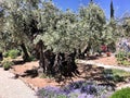 A view of the Gardens of Gethsemane Royalty Free Stock Photo