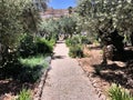 A view of the Gardens of Gethsemane Royalty Free Stock Photo