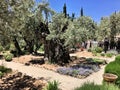 A view of the Gardens of Gethsemane Royalty Free Stock Photo
