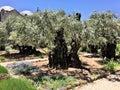 A view of the Gardens of Gethsemane Royalty Free Stock Photo