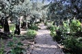 A view of the Gardens of Gethsemane Royalty Free Stock Photo