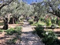 A view of the Gardens of Gethsemane Royalty Free Stock Photo