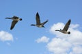 Geese Flying