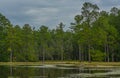 View of Geiger Lake in the wilderness of Pine Belt Region of Hattiesburg, Mississippi