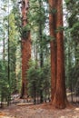 View of the General Sherman at Sequoia Forest Royalty Free Stock Photo