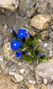 View of genziana blue flower