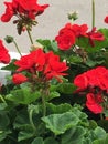 View of geraniums in bloom