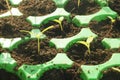 View of germinating plants from a seedbed indoor Royalty Free Stock Photo