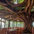 view of giant banyan tree in the shop