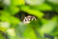 a giant eagle owl, Bubo lacteus, photographed through a leaf forest Royalty Free Stock Photo