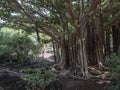 View of giant Ficus socotrana with vertical roots in botanical garden, Jardin Botanico Canario Viera y Clavijo, Tafira