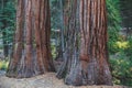 View of giant redwood sequoia trees in Mariposa Grove of Yosemite National Park, Sierra Nevada, Wawona, California, United States Royalty Free Stock Photo