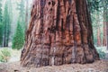 View of giant redwood sequoia trees in Mariposa Grove of Yosemite National Park, Sierra Nevada, Wawona, California, United States Royalty Free Stock Photo