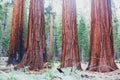 View of giant redwood sequoia trees in Mariposa Grove of Yosemite National Park, Sierra Nevada, Wawona, California, United States Royalty Free Stock Photo