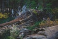 View of giant redwood sequoia trees in Mariposa Grove of Yosemite National Park, Sierra Nevada, Wawona, California, United States Royalty Free Stock Photo