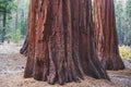 View of giant redwood sequoia trees in Mariposa Grove of Yosemite National Park, Sierra Nevada, Wawona, California, United States Royalty Free Stock Photo