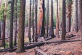 View of giant redwood sequoia trees in Mariposa Grove of Yosemite National Park, Sierra Nevada, Wawona, California, United States Royalty Free Stock Photo