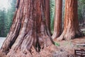 View of giant redwood sequoia trees in Mariposa Grove of Yosemite National Park, Sierra Nevada, Wawona, California, United States Royalty Free Stock Photo