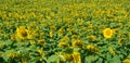 Field of Giant Sunflowers - 2 Royalty Free Stock Photo