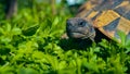 View of a giant tortoise at a wildlife conservation center Royalty Free Stock Photo