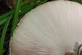 A view of the gills of the umbrella mushroom. Mushroom texture close-up Royalty Free Stock Photo
