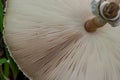 A view of the gills of the umbrella mushroom. Mushroom texture close-up Royalty Free Stock Photo