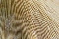 A view of the gills of the umbrella mushroom. Mushroom texture close-up Royalty Free Stock Photo