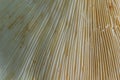 A view of the gills of the umbrella mushroom. Mushroom texture close-up Royalty Free Stock Photo