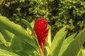 A view of a Ginger Lily flower in bud in the jungle of Grenada Royalty Free Stock Photo