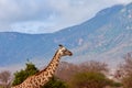 View of the Giraffe in Tsavo National Park in Kenya, Africa. Blue sky with clouds and mountain Royalty Free Stock Photo