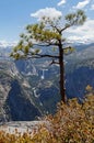 View from Glacier Point Road Royalty Free Stock Photo