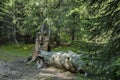 View of glade, grass and broken trunk in middle part at Rila mountain toward Maliovitza peak