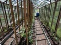 View of the glass greenhouse full with small, green tomato plant seedlings growing in a wet soil in a sunlight in spring. Royalty Free Stock Photo