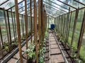 View of the glass greenhouse full with small, green tomato plant seedlings growing in a wet soil in a sunlight in spring. Royalty Free Stock Photo