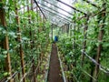 View of the glass greenhouse full with tomato plant seedlings growing in a wet soil with maturing green tomatoes in a bright Royalty Free Stock Photo